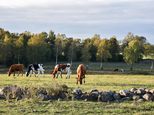 Skogspolitik är matpolitik