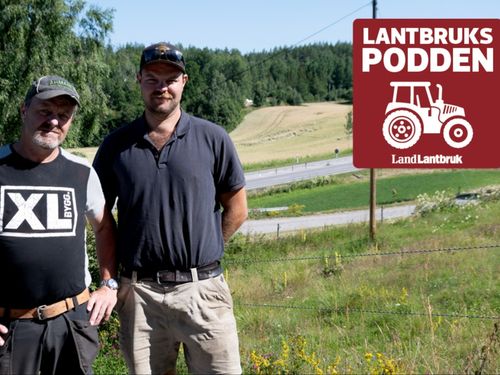 Lantbrukare drabbas när mufflonfåren etablerar sig