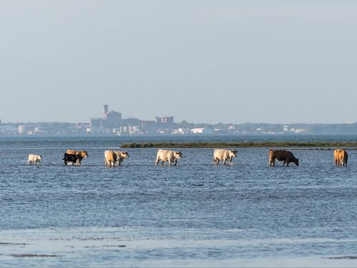 Därför är Kalmar läns livsmedelsstrategi viktig