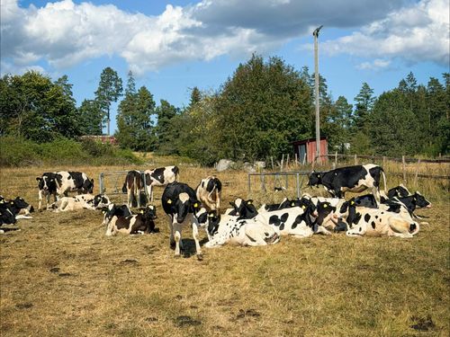 Majsen räddar torkdrabbad mjölkgård