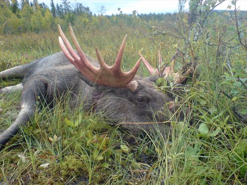 Sorsele köper älg av lokala jägare
