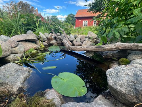 De förvandlade ödetomten till en blommande mötesplats