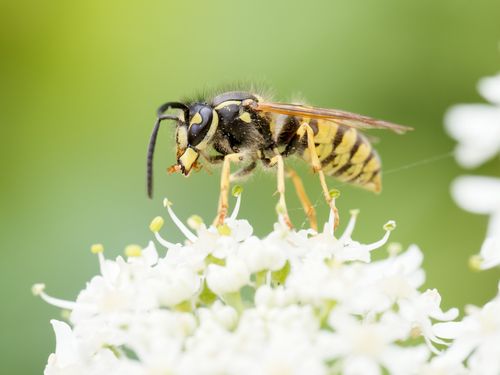 Därför blir getingarna så påflugna på hösten