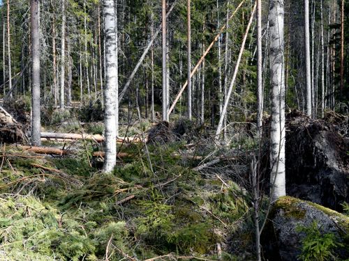 Rotkapning bromsar barkborren – ändå nobbar skogsbolagen