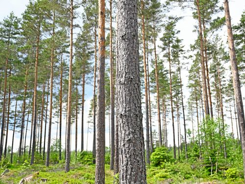 Uppåt för skogsfastigheter