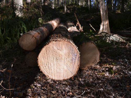 Avverkningen på väg mot lägsta nivån på 14 år