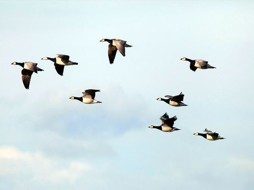 Nu flyttar fåglarna – men långt ifrån alla