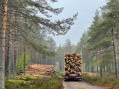 Dollarn och Sunpine lyfter Södras resultat