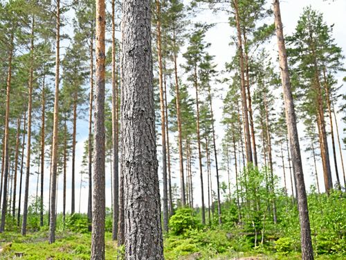 Det var en gång en skogsägare som skötte sin skog för bra
