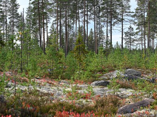 Naturkrisen är ingen åsiktsfråga – lyssna på forskningen