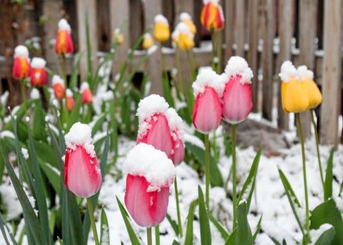 7 historiska bevis på exakt hur tokigt aprilvädret kan vara