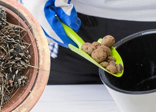 Onödiga lecakulor - därför går det lika bra med kottar