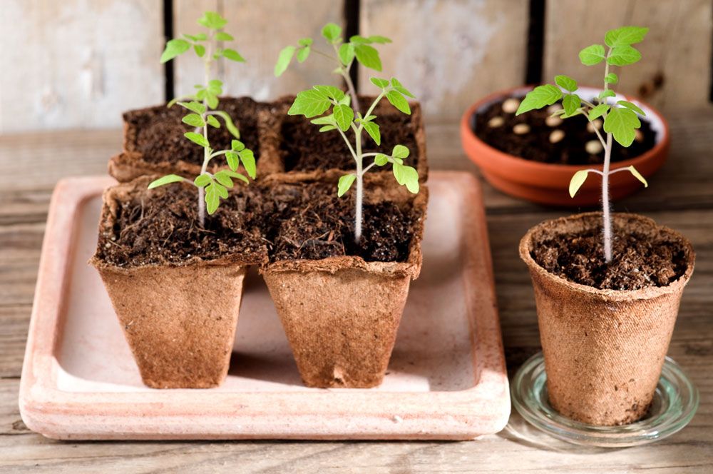Små tomatplantor som växer i bruna krukor med jord på ett träbord