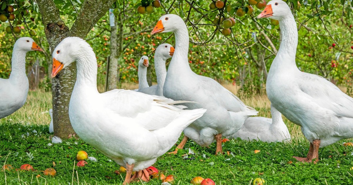 Därför firas Mårten gås 10 november Land