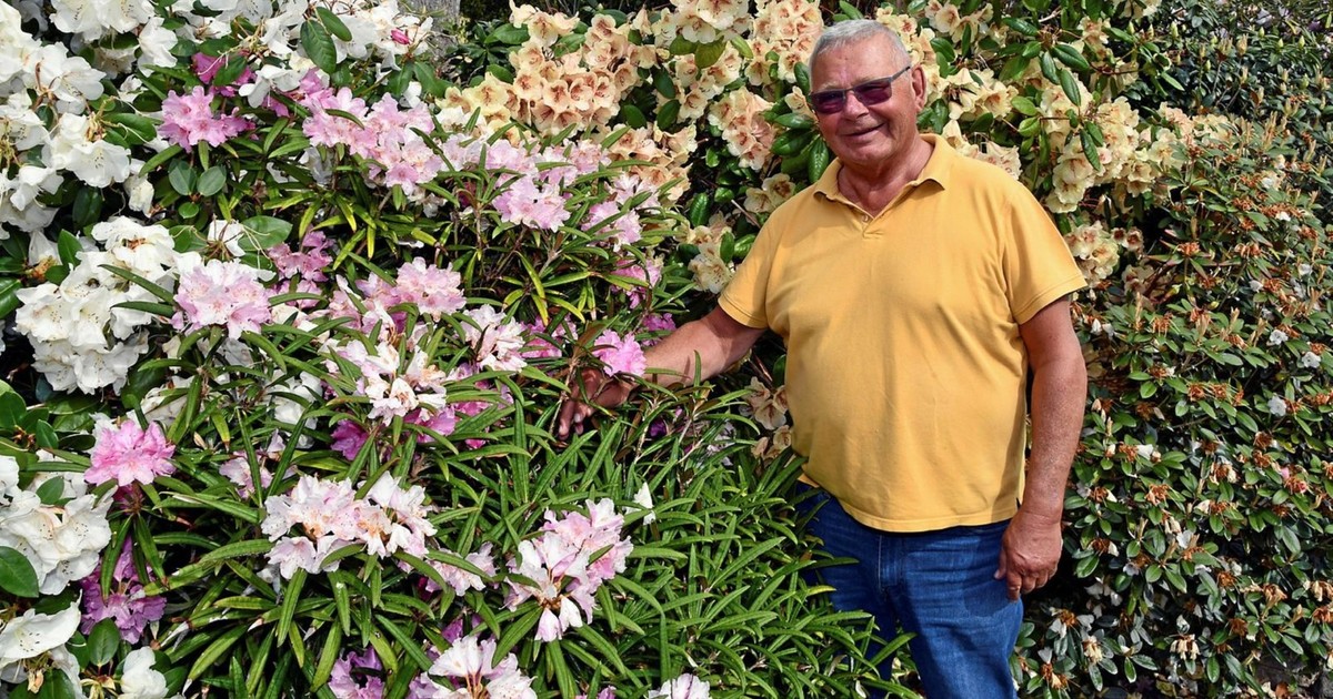 Torsten Nilsson i Mölle har en trädgård full av rhododendron Land