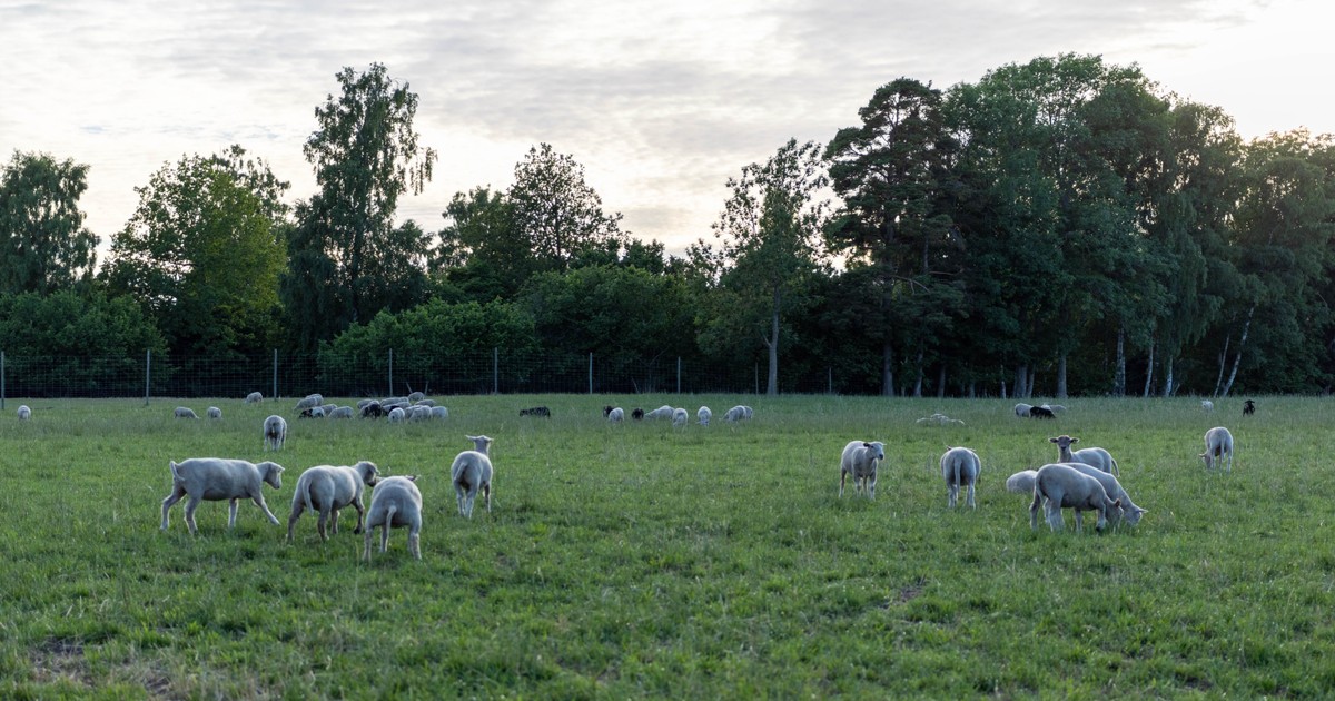 Foto: Förhandsbild från källan: Land.se