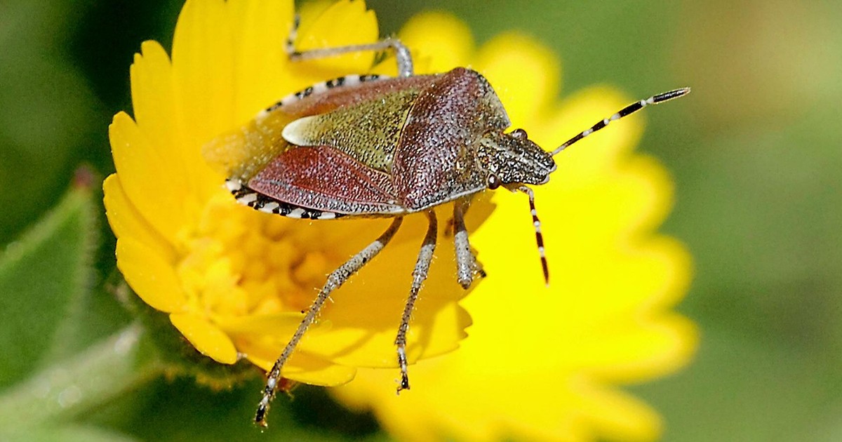 Barfi's Insect Experten om bärfisar!